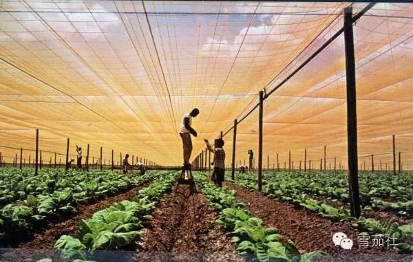 屏边县引进板蓝根种植加工项目