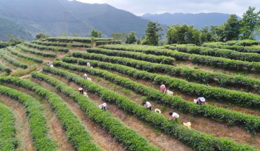 试验+推广+全链条服务！聊城这位农艺师将创新技术播撒田间