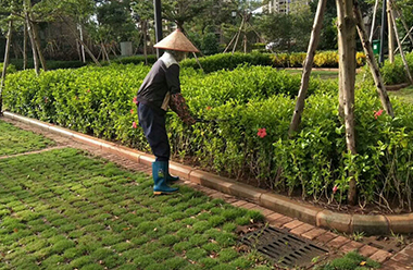 兰坪金顶街道：种植榆黄菇 拓宽增收路